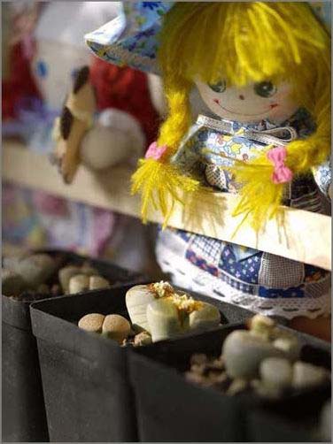 �T��Сʯ�������o(w��)�޾��ʼҾ�