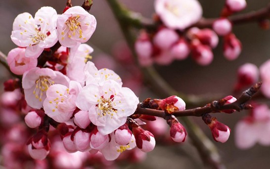 ���z�Ҽ������з۲ʡ��y�� �c����s��