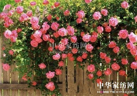 2014�W�ɼҼ�������Ʒ�A�����С�����ɫ�_����