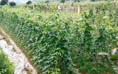 �����Ҽ����ٮ��ЙC���B�r�f׌�T�����Ϸ��Ĳ�