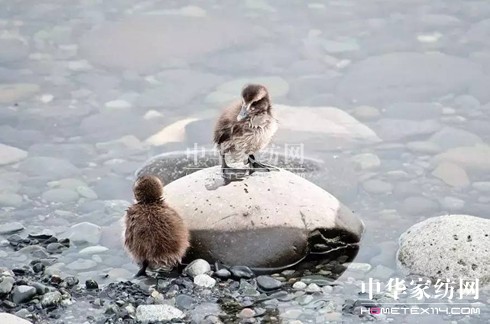 豪氣!27萬(wàn)買下博洋家紡"被王"、"被后"!