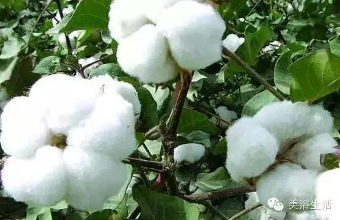 ��ԡ����Ƶ�Ĵ��Σ�ë����ԡ���ʲô���ǰ�ɫ�ģ�