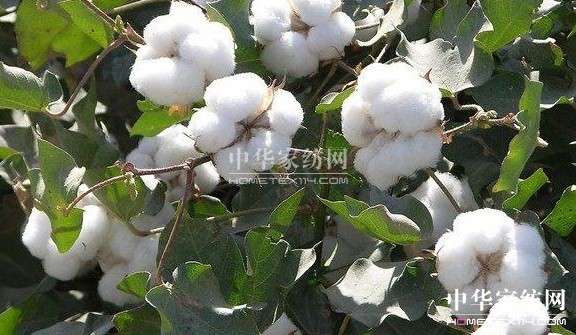 ��ԡ����������������Ļ�--�޻���