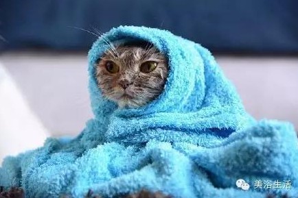 ��ԡ���ë�����Ԍ��ͣ�ë��Ҳ�����v����