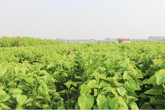 錢皇絲綢獲“2017中國(guó)家紡居家誠(chéng)信品牌獎(jiǎng)“!業(yè)內(nèi)新零售系統(tǒng)賦能尚宮苑蠶絲!