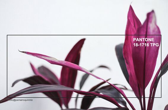 室內(nèi)紡織品設(shè)計(jì)偏愛2019秋冬流行色——布朗紅