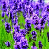 ޹�²���ζ���턩